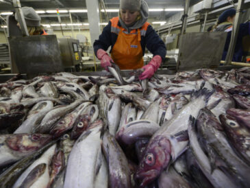 Bering Seafood Company Announces Ambitious Plans for Sustainable Salmon Farm in the USA