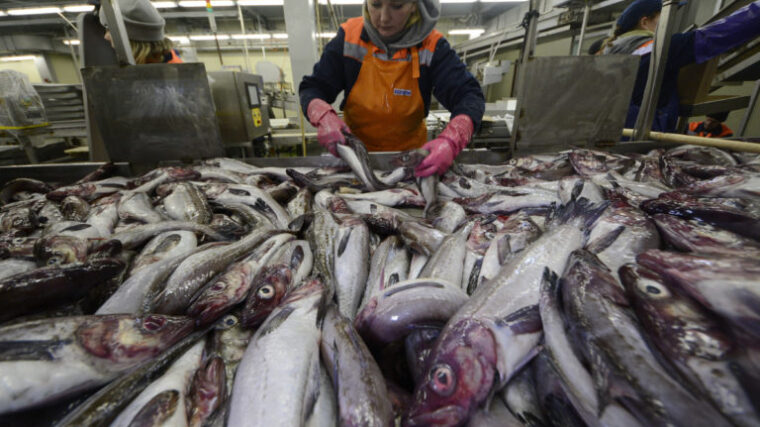 Bering Seafood Company Announces Ambitious Plans for Sustainable Salmon Farm in the USA